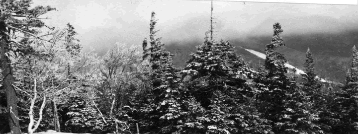 trees